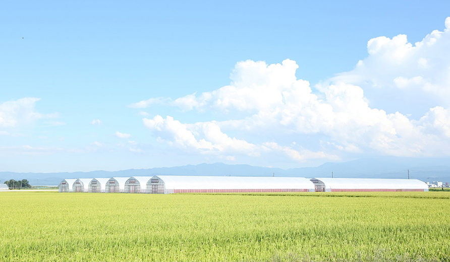 an Agricultural Field for “SHONAI ROOTS”